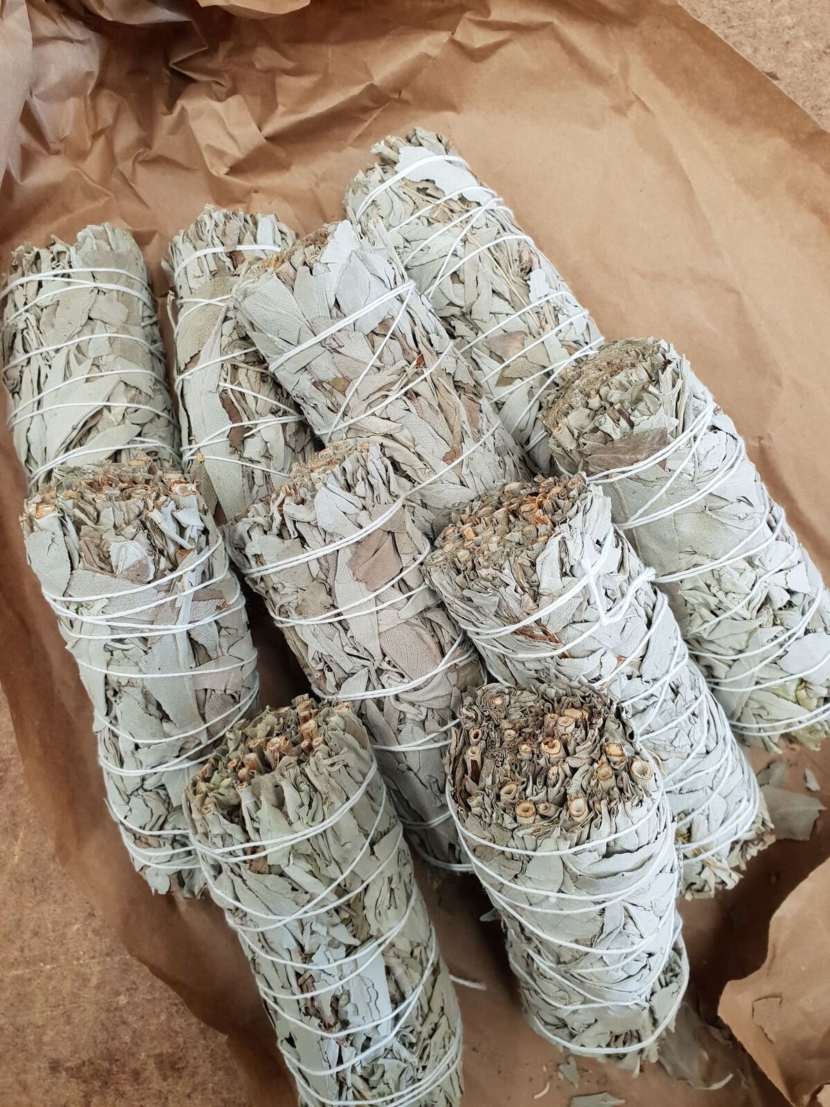 Californian White Sage Smudge MEDIUM 13-15cm image 0